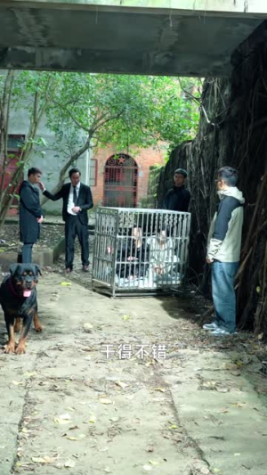 将军请上车 (91集)在哪看