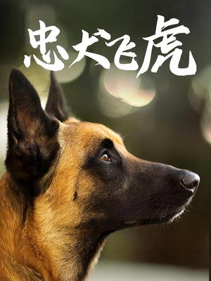 忠犬飞虎（33集）免费看全集