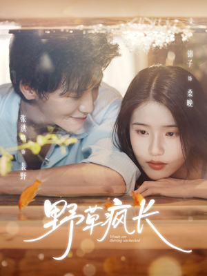 野草疯长（71集）爆款短剧一起追